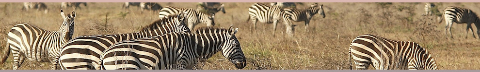 Nairobi National Park